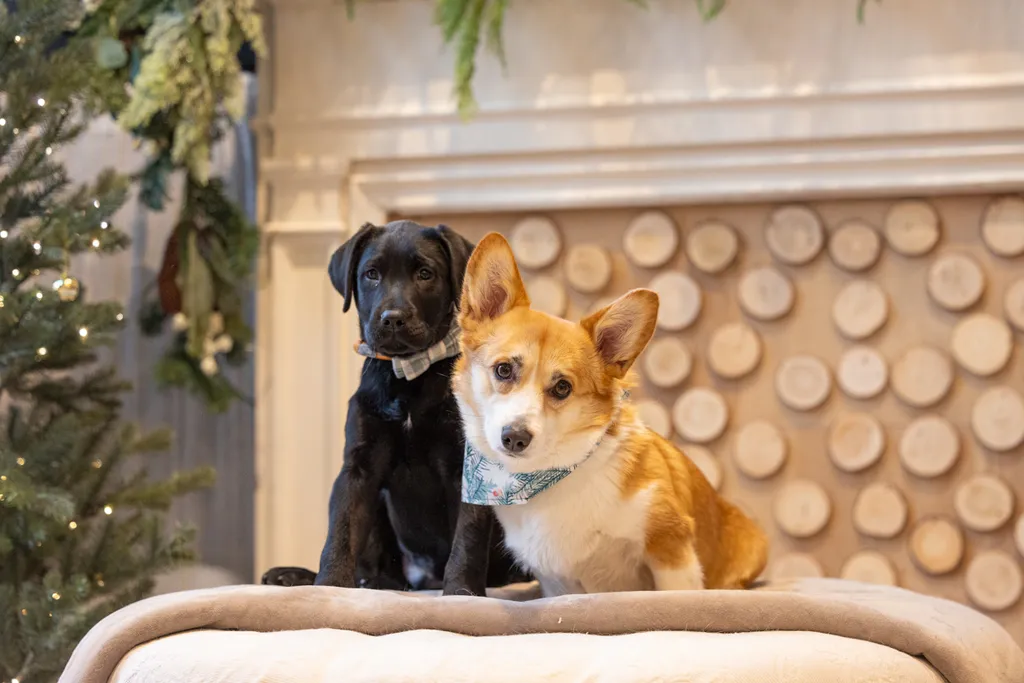 Capturing Paw-some Moments: A 2023 Minnesota Pet Photography Recap That Will Make Your Tail Wag, photo 102 of 107