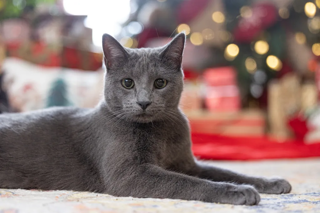 Capturing Paw-some Moments: A 2023 Minnesota Pet Photography Recap That Will Make Your Tail Wag, photo 107 of 107