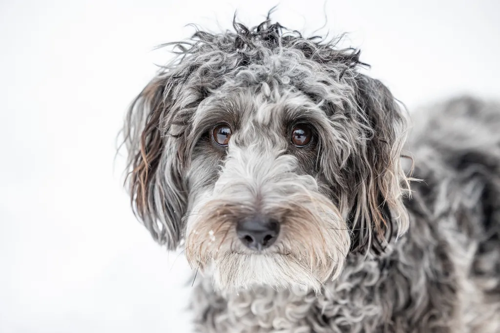 Capturing Paw-some Moments: A 2023 Minnesota Pet Photography Recap That Will Make Your Tail Wag, photo 12 of 107