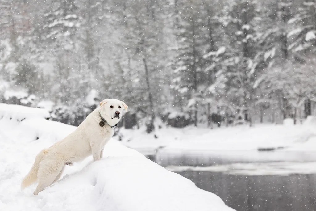 Capturing Paw-some Moments: A 2023 Minnesota Pet Photography Recap That Will Make Your Tail Wag, photo 15 of 107