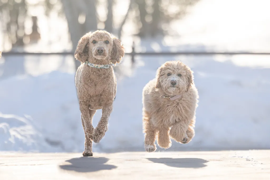 Capturing Paw-some Moments: A 2023 Minnesota Pet Photography Recap That Will Make Your Tail Wag, photo 16 of 107