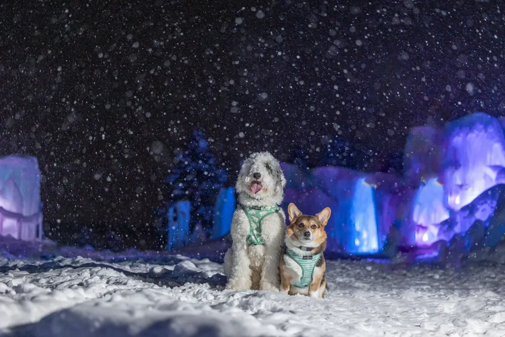 Capturing Paw-some Moments: A 2023 Minnesota Pet Photography Recap That Will Make Your Tail Wag, photo 1 of 107