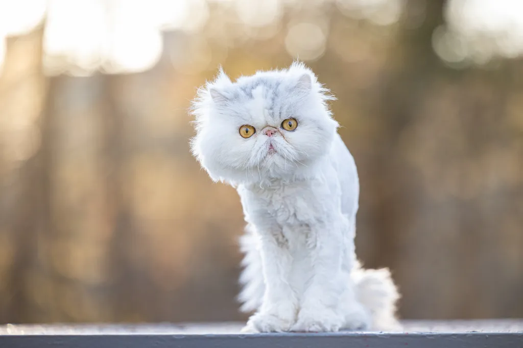 Capturing Paw-some Moments: A 2023 Minnesota Pet Photography Recap That Will Make Your Tail Wag, photo 34 of 107