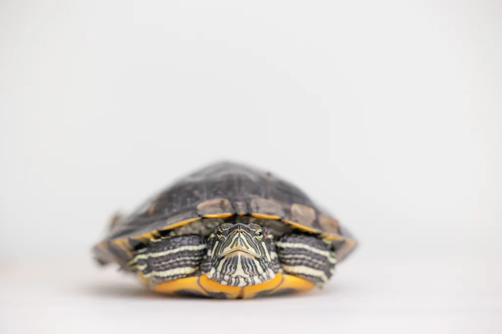 Capturing Paw-some Moments: A 2023 Minnesota Pet Photography Recap That Will Make Your Tail Wag, photo 22 of 107