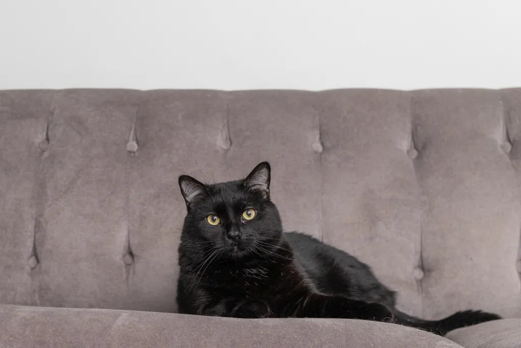 Capturing Paw-some Moments: A 2023 Minnesota Pet Photography Recap That Will Make Your Tail Wag, photo 23 of 107