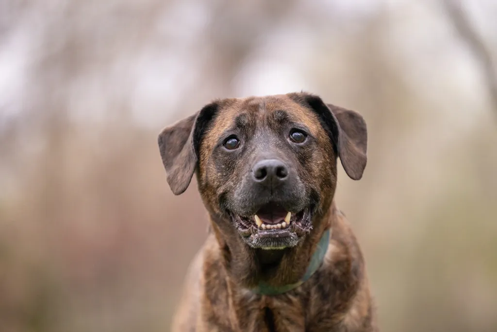 Capturing Paw-some Moments: A 2023 Minnesota Pet Photography Recap That Will Make Your Tail Wag, photo 26 of 107
