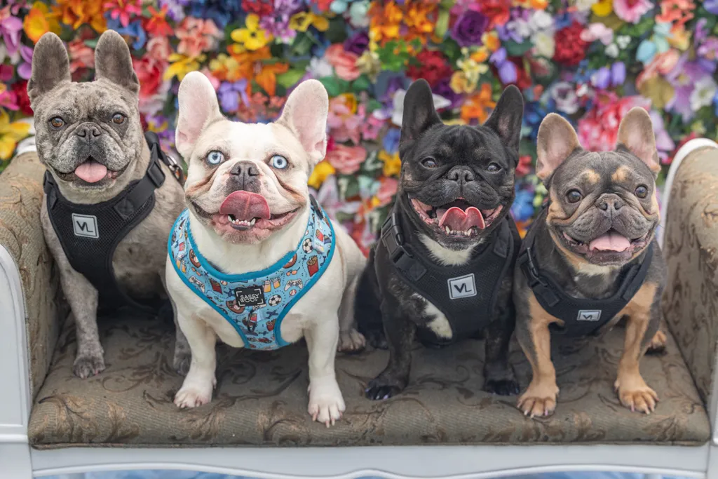Capturing Paw-some Moments: A 2023 Minnesota Pet Photography Recap That Will Make Your Tail Wag, photo 31 of 107