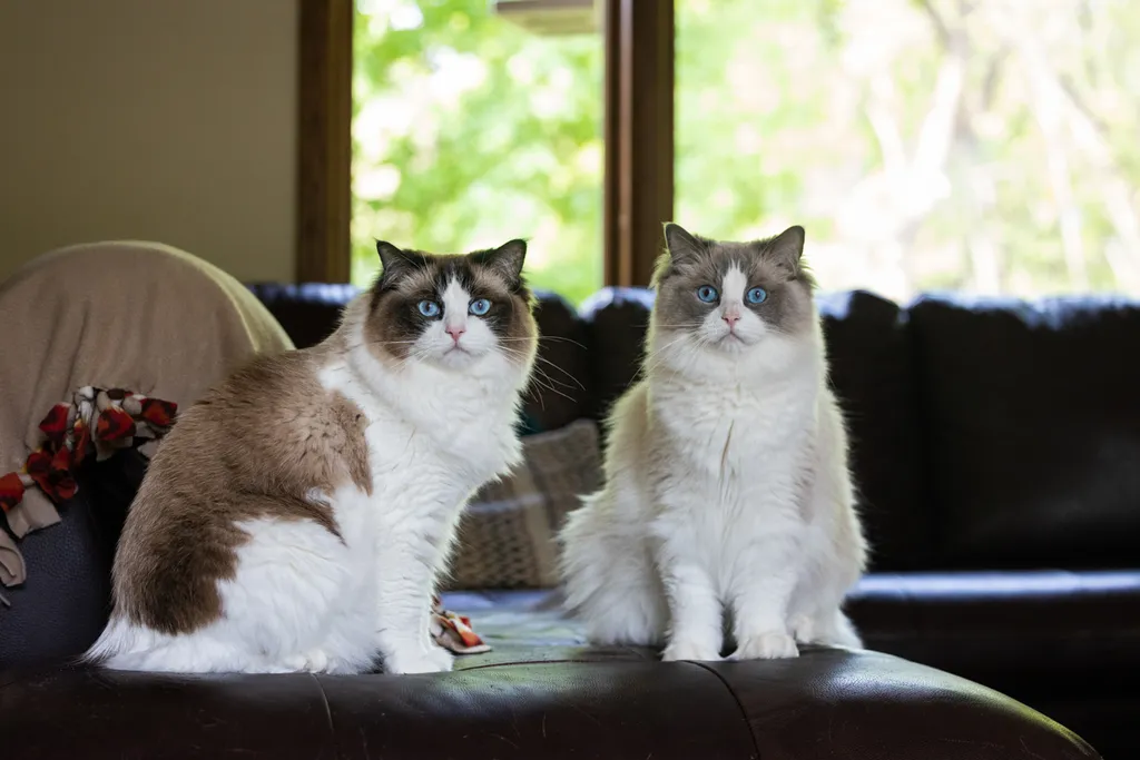 Capturing Paw-some Moments: A 2023 Minnesota Pet Photography Recap That Will Make Your Tail Wag, photo 32 of 107