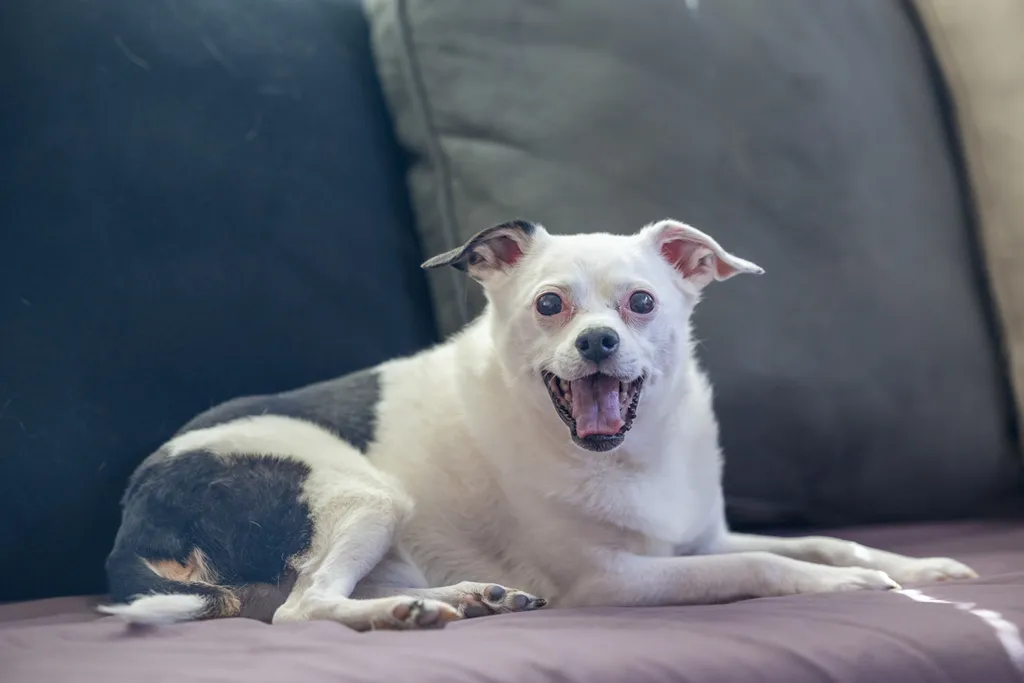 Capturing Paw-some Moments: A 2023 Minnesota Pet Photography Recap That Will Make Your Tail Wag, photo 33 of 107
