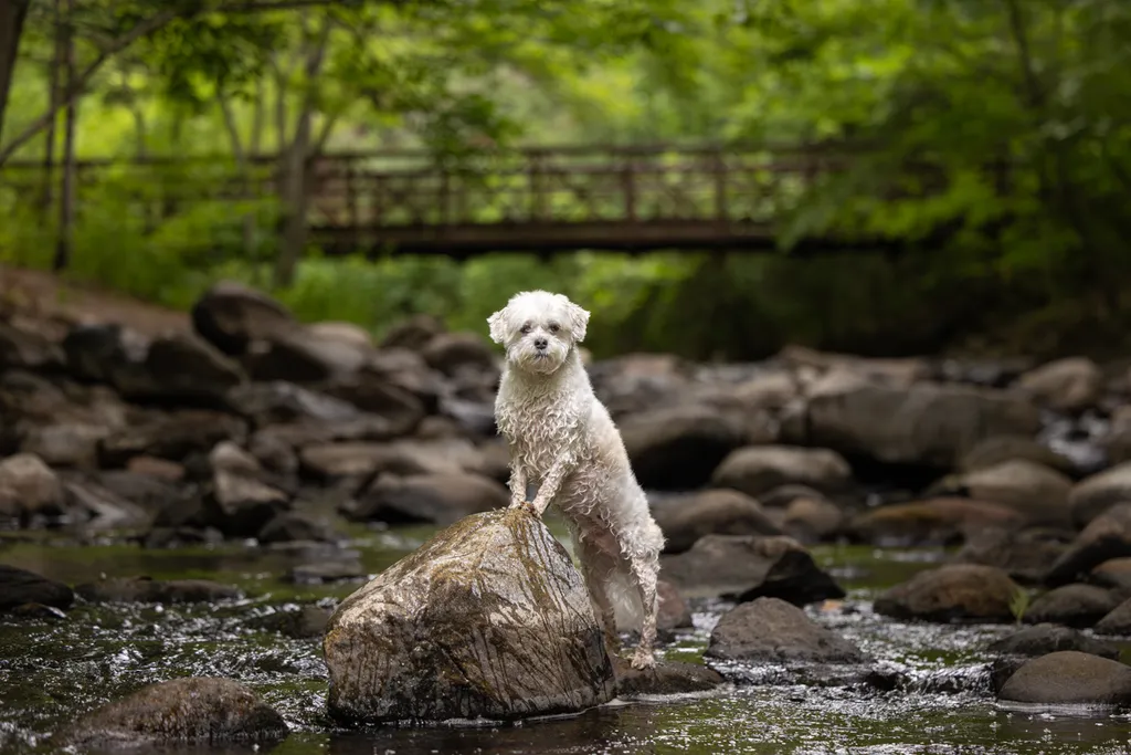 Capturing Paw-some Moments: A 2023 Minnesota Pet Photography Recap That Will Make Your Tail Wag, photo 37 of 107