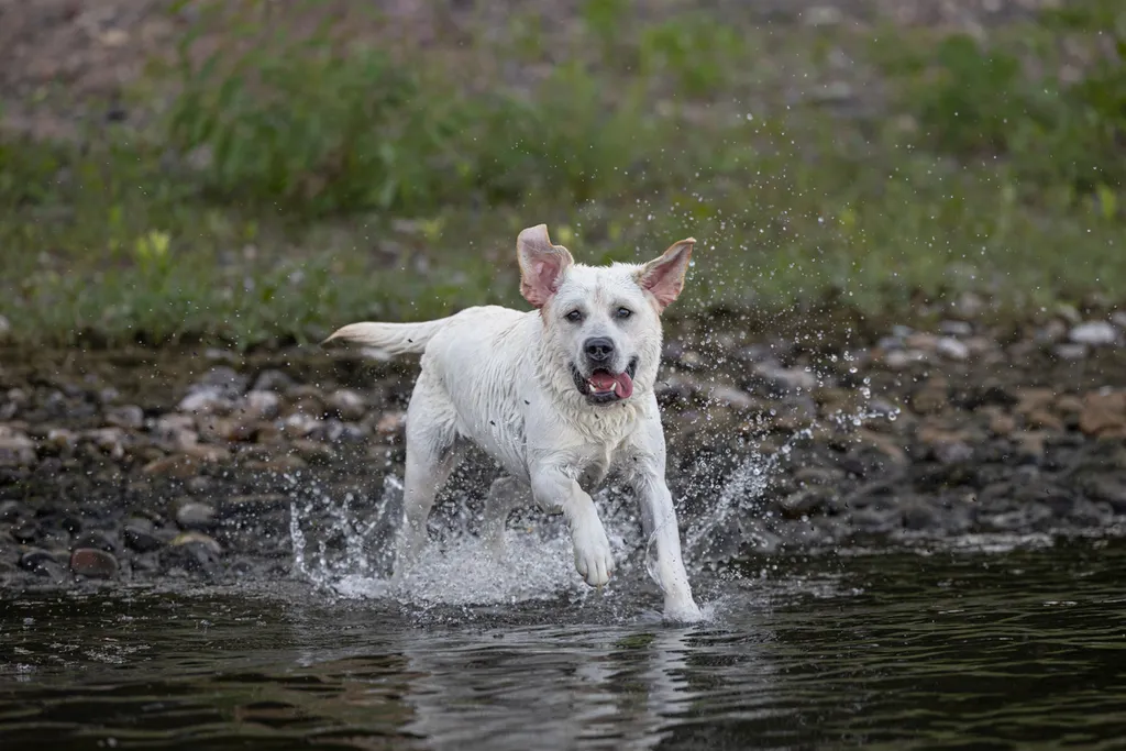 Capturing Paw-some Moments: A 2023 Minnesota Pet Photography Recap That Will Make Your Tail Wag, photo 38 of 107