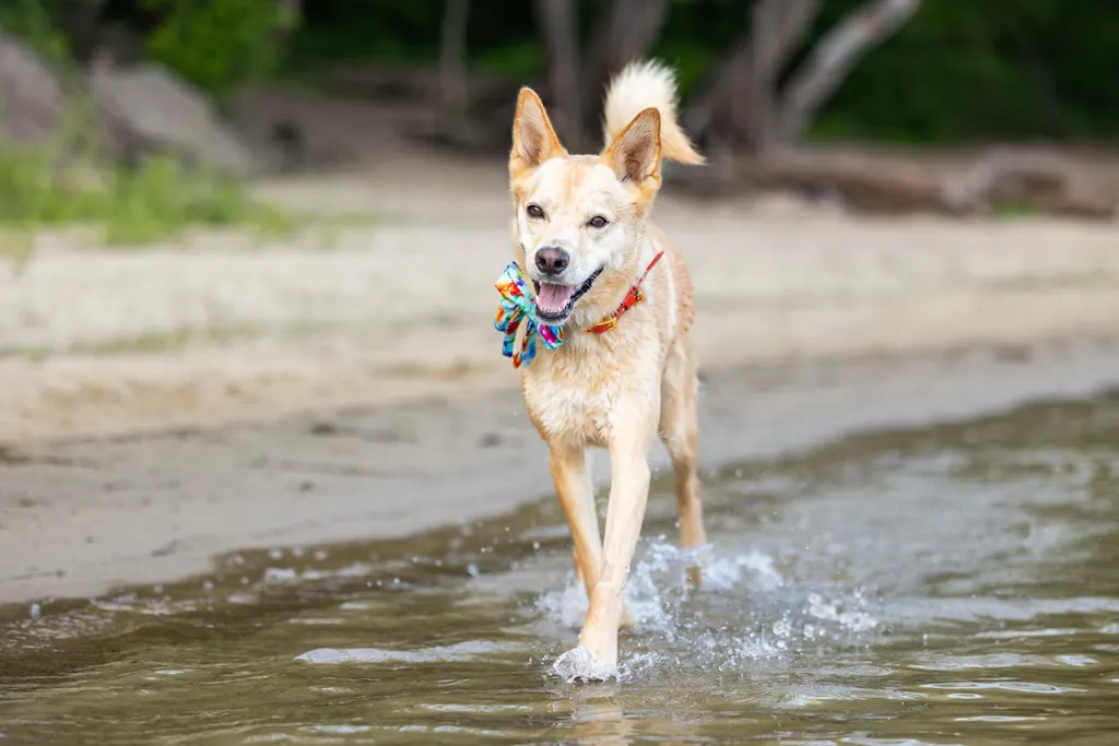 Capturing Paw-some Moments: A 2023 Minnesota Pet Photography Recap That Will Make Your Tail Wag, photo 39 of 107