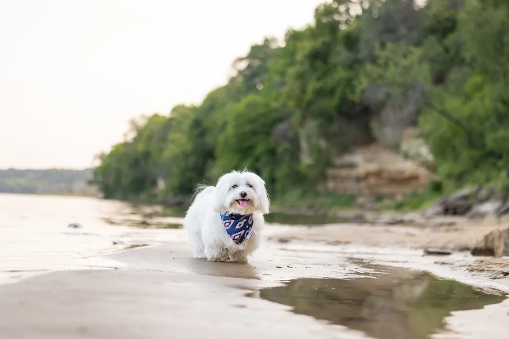 Capturing Paw-some Moments: A 2023 Minnesota Pet Photography Recap That Will Make Your Tail Wag, photo 40 of 107
