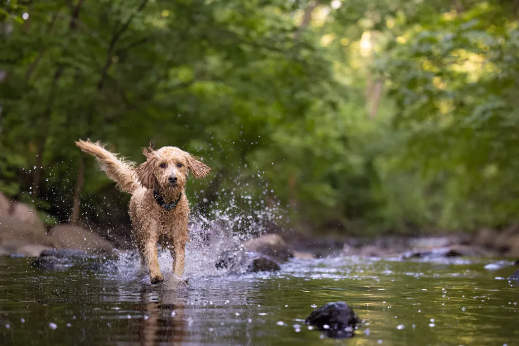 Capturing Paw-some Moments: A 2023 Minnesota Pet Photography Recap That Will Make Your Tail Wag, photo 41 of 107