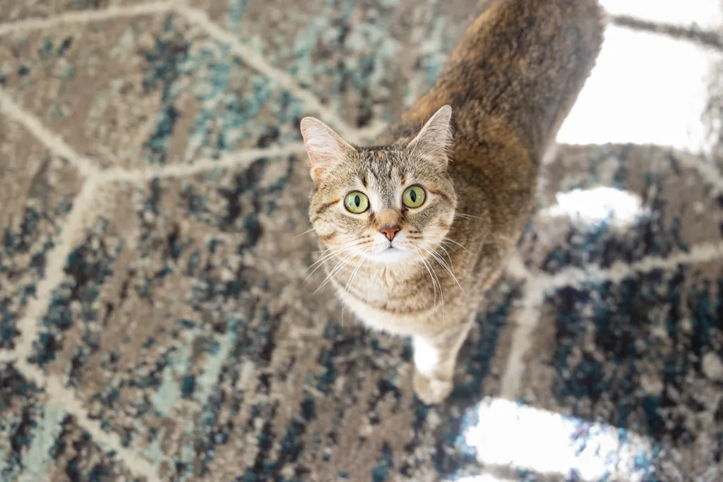 Capturing Paw-some Moments: A 2023 Minnesota Pet Photography Recap That Will Make Your Tail Wag, photo 48 of 107