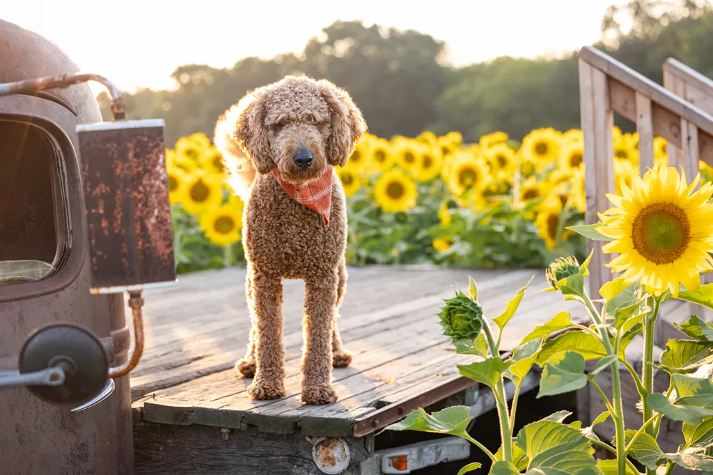 Capturing Paw-some Moments: A 2023 Minnesota Pet Photography Recap That Will Make Your Tail Wag, photo 51 of 107