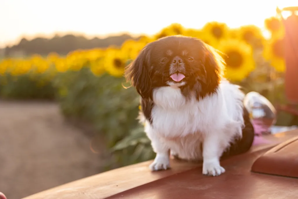 Capturing Paw-some Moments: A 2023 Minnesota Pet Photography Recap That Will Make Your Tail Wag, photo 52 of 107