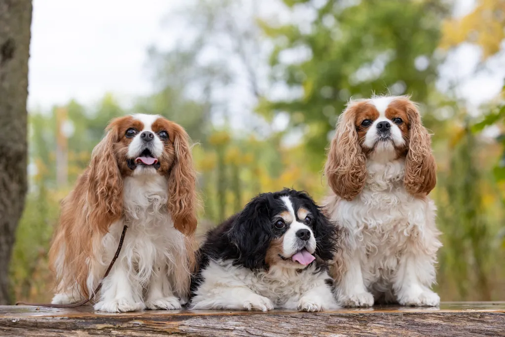 Capturing Paw-some Moments: A 2023 Minnesota Pet Photography Recap That Will Make Your Tail Wag, photo 58 of 107