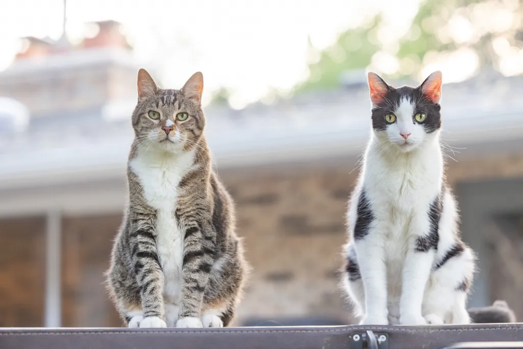 Capturing Paw-some Moments: A 2023 Minnesota Pet Photography Recap That Will Make Your Tail Wag, photo 59 of 107