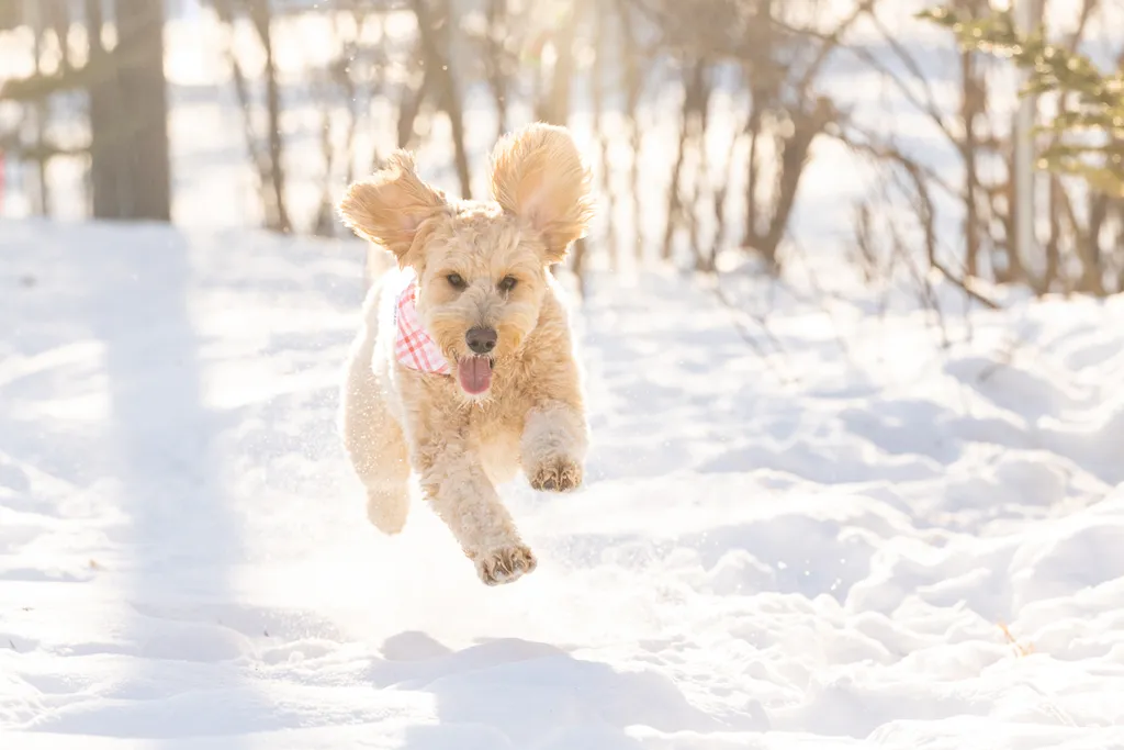 Capturing Paw-some Moments: A 2023 Minnesota Pet Photography Recap That Will Make Your Tail Wag, photo 5 of 107