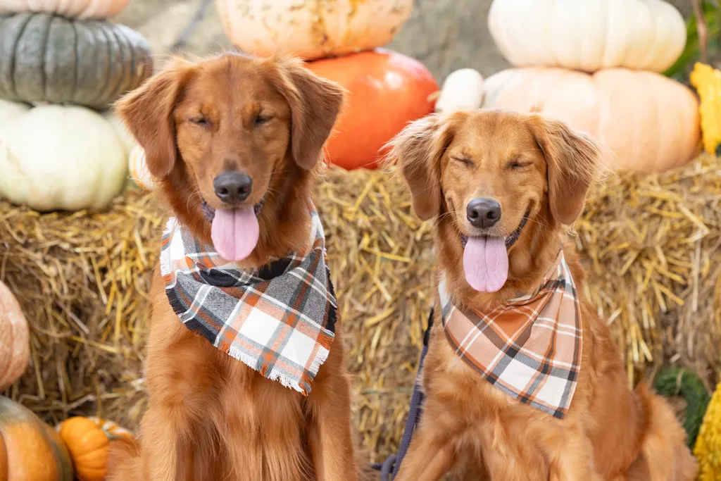 Capturing Paw-some Moments: A 2023 Minnesota Pet Photography Recap That Will Make Your Tail Wag, photo 63 of 107