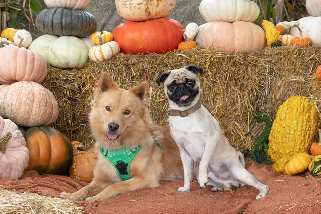 Capturing Paw-some Moments: A 2023 Minnesota Pet Photography Recap That Will Make Your Tail Wag, photo 64 of 107