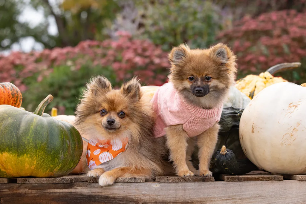 Capturing Paw-some Moments: A 2023 Minnesota Pet Photography Recap That Will Make Your Tail Wag, photo 65 of 107