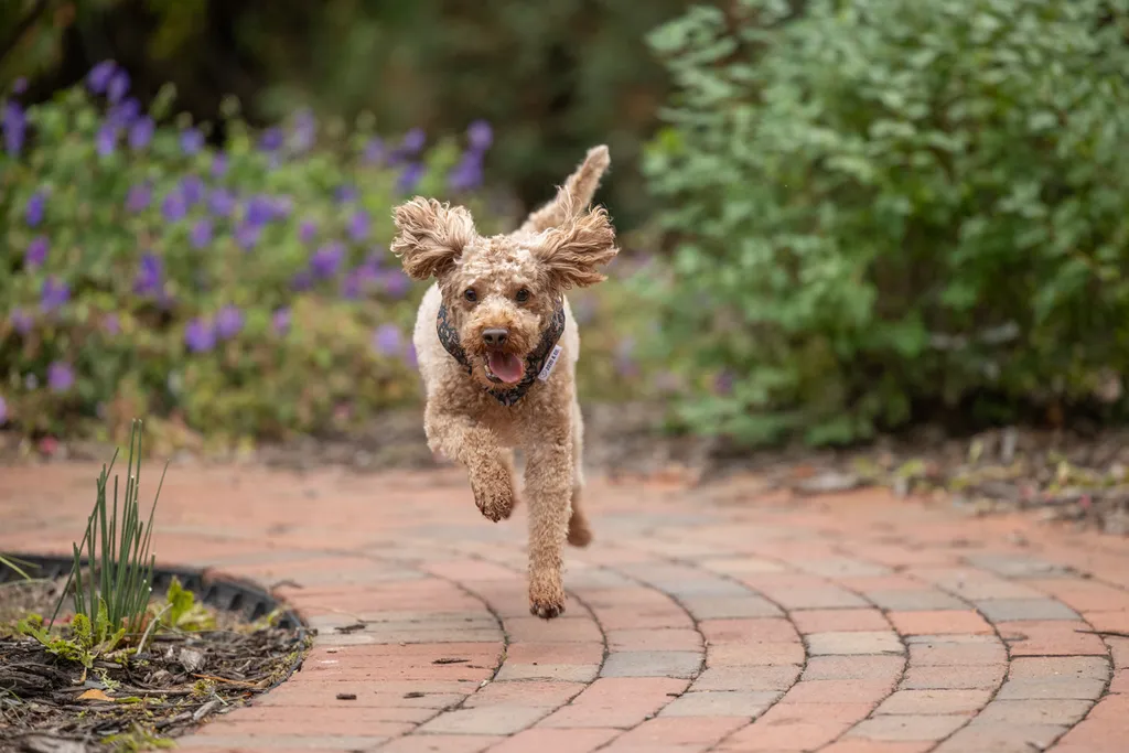 Capturing Paw-some Moments: A 2023 Minnesota Pet Photography Recap That Will Make Your Tail Wag, photo 67 of 107