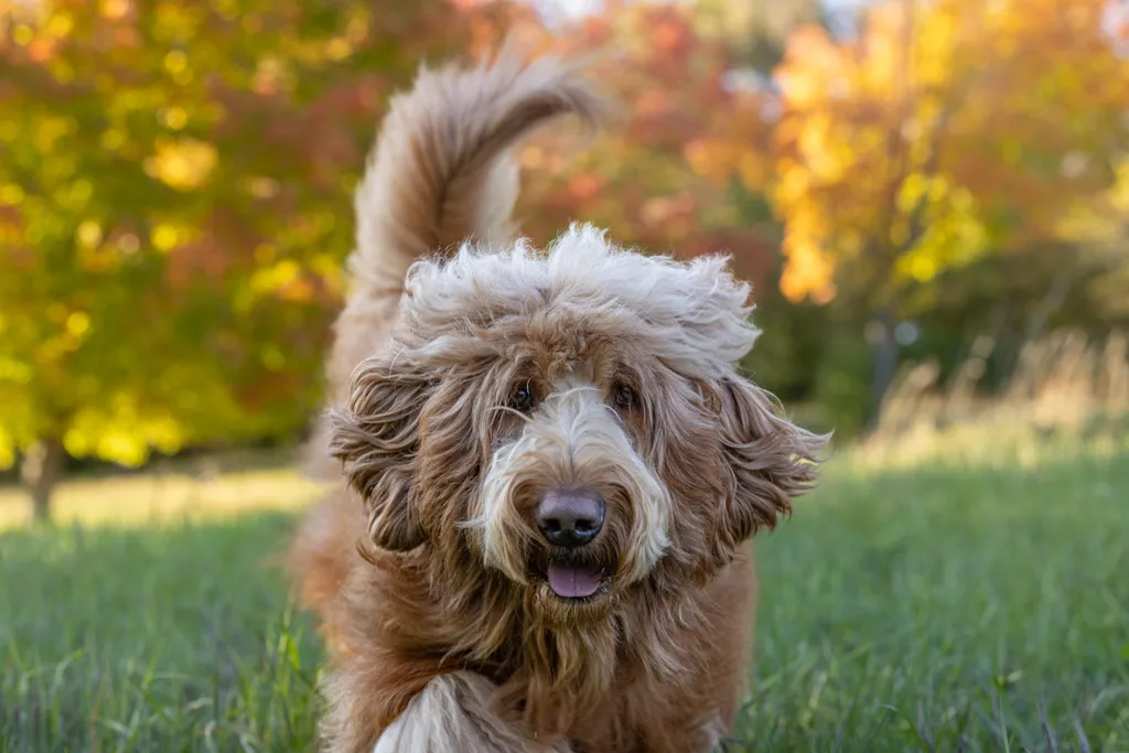 Capturing Paw-some Moments: A 2023 Minnesota Pet Photography Recap That Will Make Your Tail Wag, photo 68 of 107
