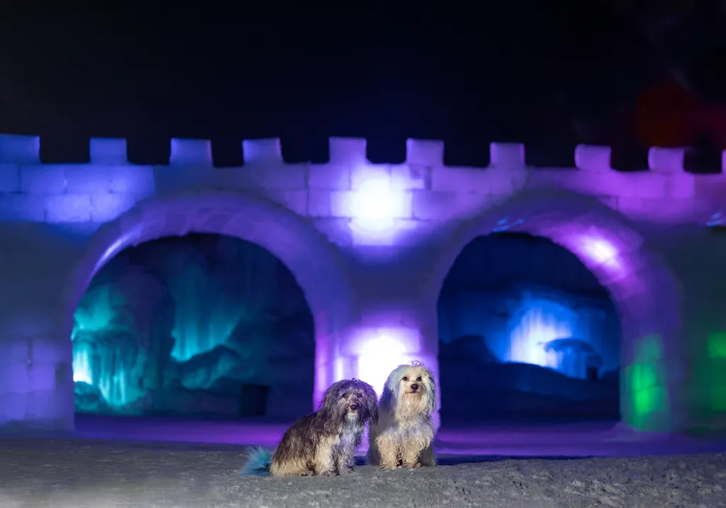 Capturing Paw-some Moments: A 2023 Minnesota Pet Photography Recap That Will Make Your Tail Wag, photo 3 of 107