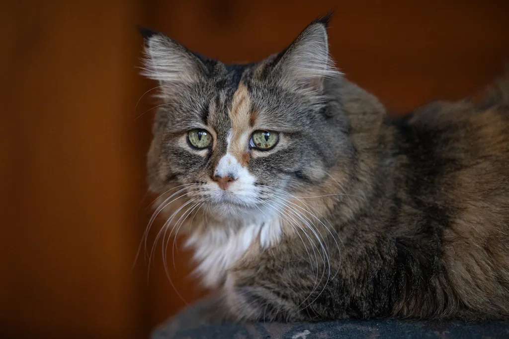 Capturing Paw-some Moments: A 2023 Minnesota Pet Photography Recap That Will Make Your Tail Wag, photo 71 of 107
