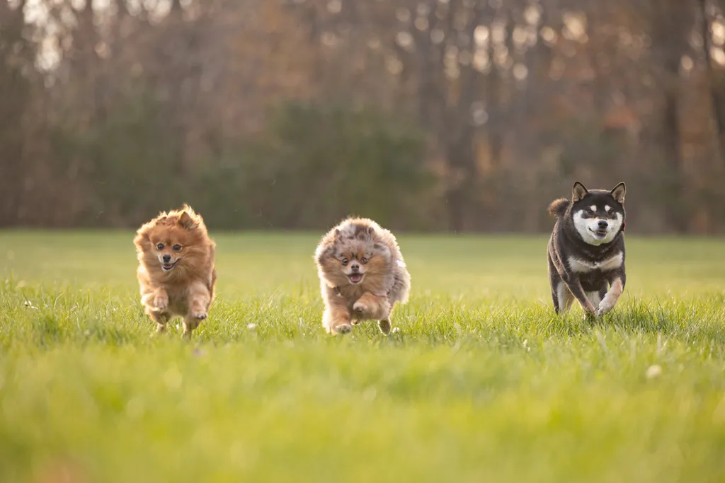 Capturing Paw-some Moments: A 2023 Minnesota Pet Photography Recap That Will Make Your Tail Wag, photo 74 of 107