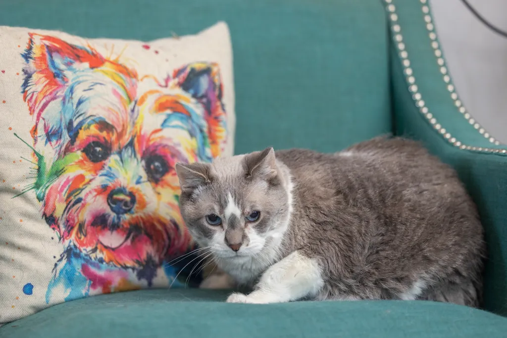 Capturing Paw-some Moments: A 2023 Minnesota Pet Photography Recap That Will Make Your Tail Wag, photo 6 of 107