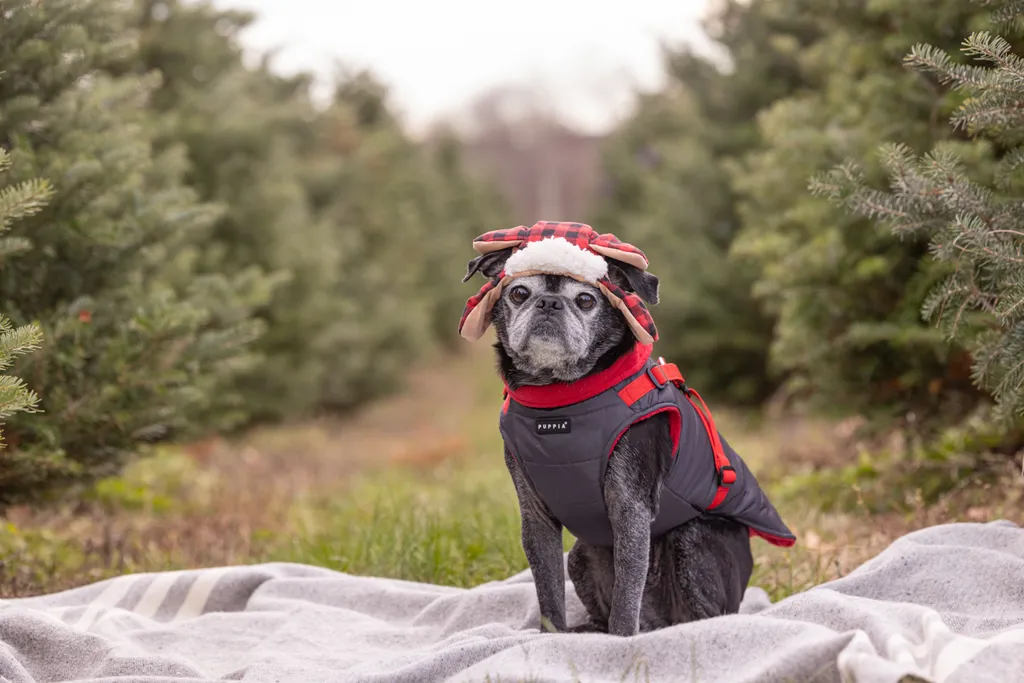 Capturing Paw-some Moments: A 2023 Minnesota Pet Photography Recap That Will Make Your Tail Wag, photo 79 of 107