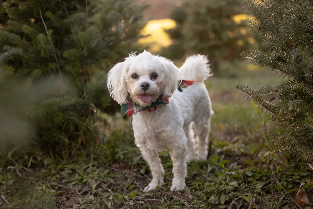 Capturing Paw-some Moments: A 2023 Minnesota Pet Photography Recap That Will Make Your Tail Wag, photo 80 of 107