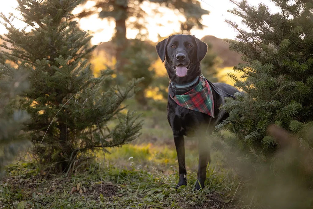 Capturing Paw-some Moments: A 2023 Minnesota Pet Photography Recap That Will Make Your Tail Wag, photo 81 of 107