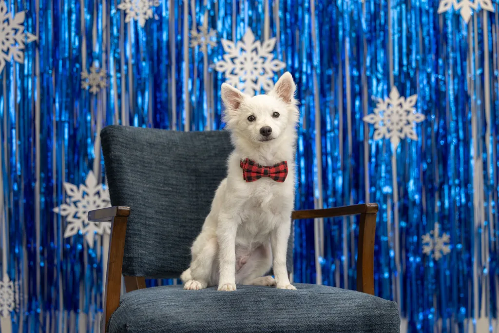 Capturing Paw-some Moments: A 2023 Minnesota Pet Photography Recap That Will Make Your Tail Wag, photo 84 of 107