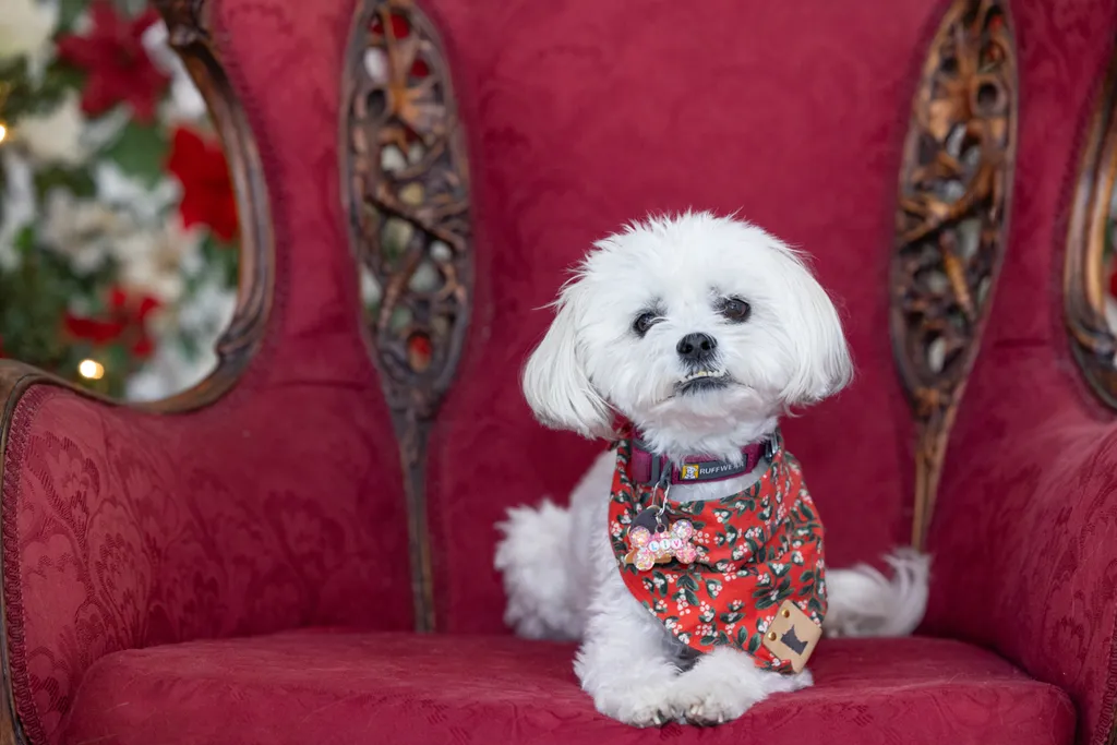 Capturing Paw-some Moments: A 2023 Minnesota Pet Photography Recap That Will Make Your Tail Wag, photo 85 of 107