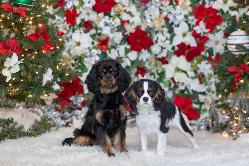 Capturing Paw-some Moments: A 2023 Minnesota Pet Photography Recap That Will Make Your Tail Wag, photo 86 of 107