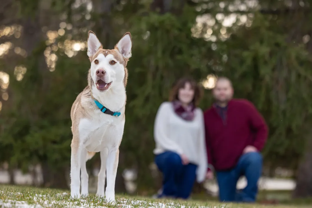 Capturing Paw-some Moments: A 2023 Minnesota Pet Photography Recap That Will Make Your Tail Wag, photo 88 of 107