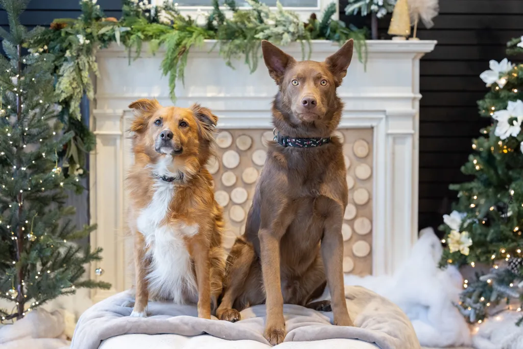 Capturing Paw-some Moments: A 2023 Minnesota Pet Photography Recap That Will Make Your Tail Wag, photo 90 of 107