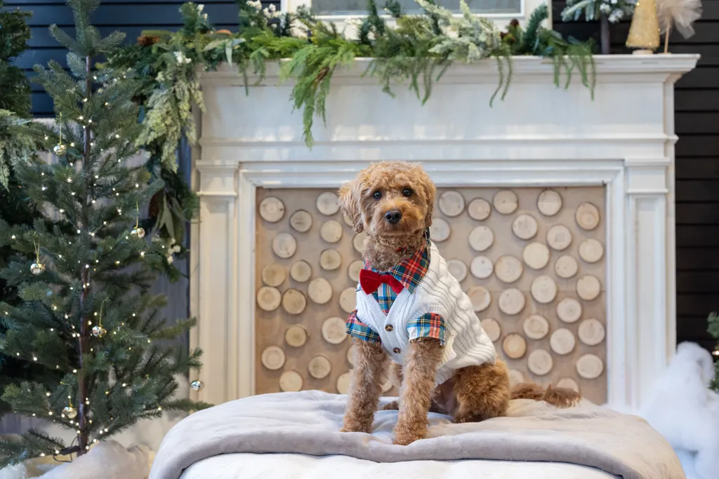 Capturing Paw-some Moments: A 2023 Minnesota Pet Photography Recap That Will Make Your Tail Wag, photo 91 of 107