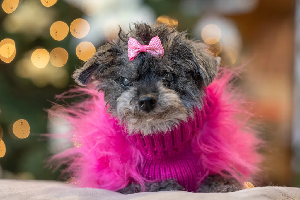 Capturing Paw-some Moments: A 2023 Minnesota Pet Photography Recap That Will Make Your Tail Wag, photo 92 of 107