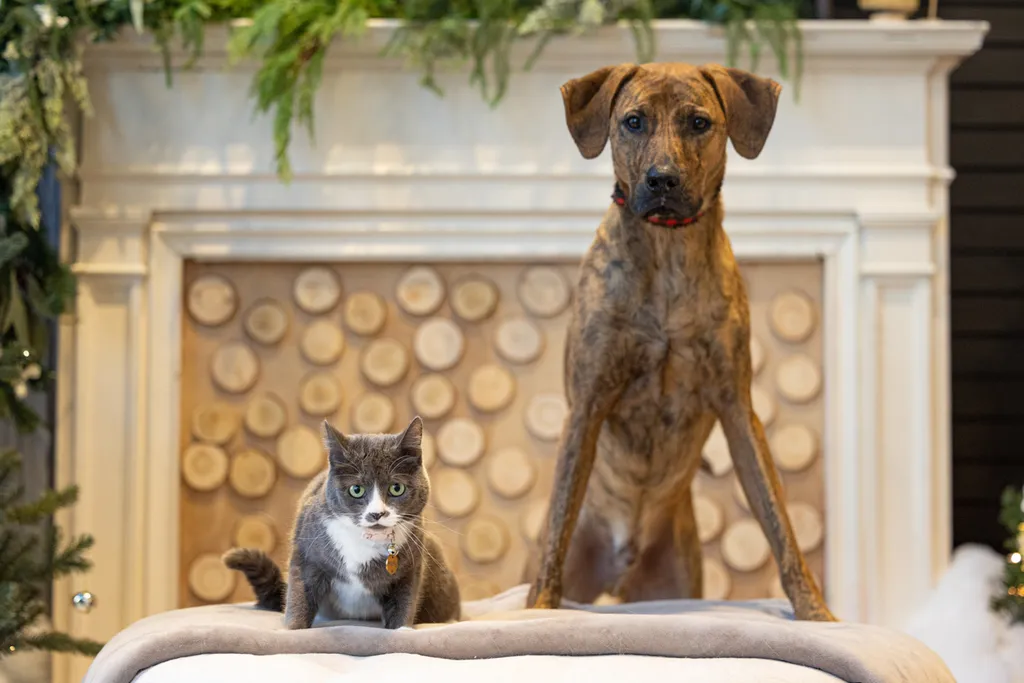 Capturing Paw-some Moments: A 2023 Minnesota Pet Photography Recap That Will Make Your Tail Wag, photo 93 of 107
