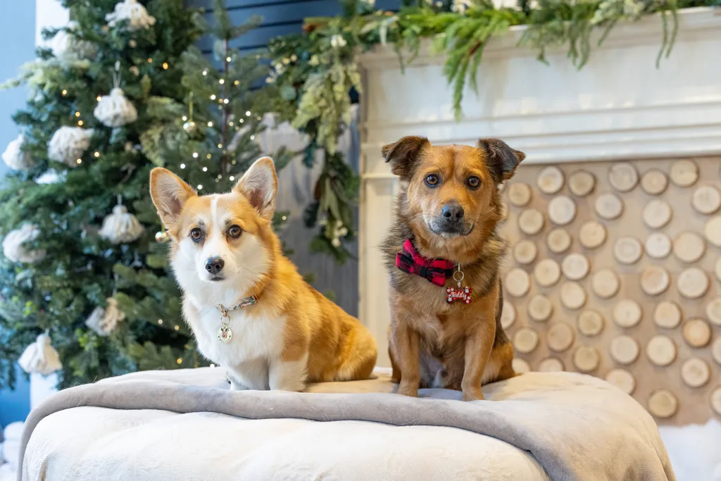 Capturing Paw-some Moments: A 2023 Minnesota Pet Photography Recap That Will Make Your Tail Wag, photo 94 of 107