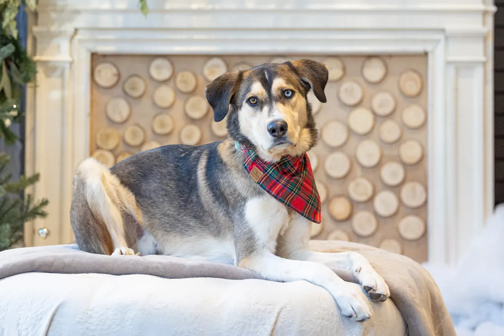 Capturing Paw-some Moments: A 2023 Minnesota Pet Photography Recap That Will Make Your Tail Wag, photo 95 of 107
