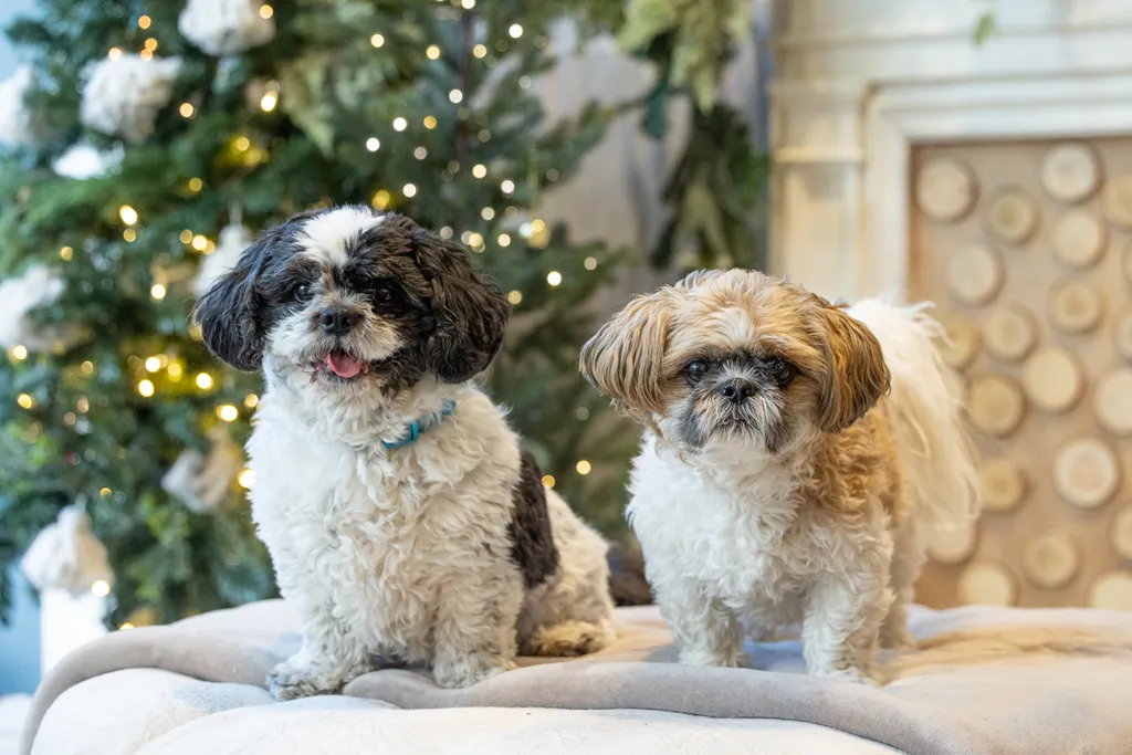 Capturing Paw-some Moments: A 2023 Minnesota Pet Photography Recap That Will Make Your Tail Wag, photo 96 of 107