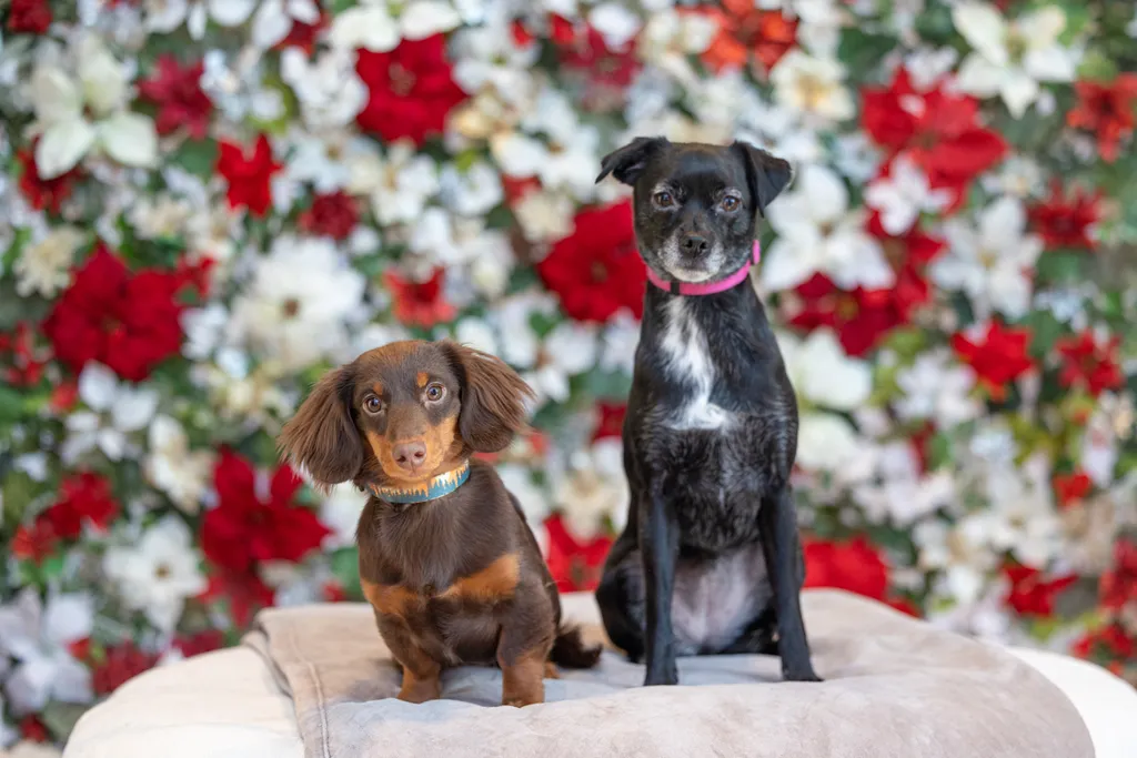 Capturing Paw-some Moments: A 2023 Minnesota Pet Photography Recap That Will Make Your Tail Wag, photo 97 of 107
