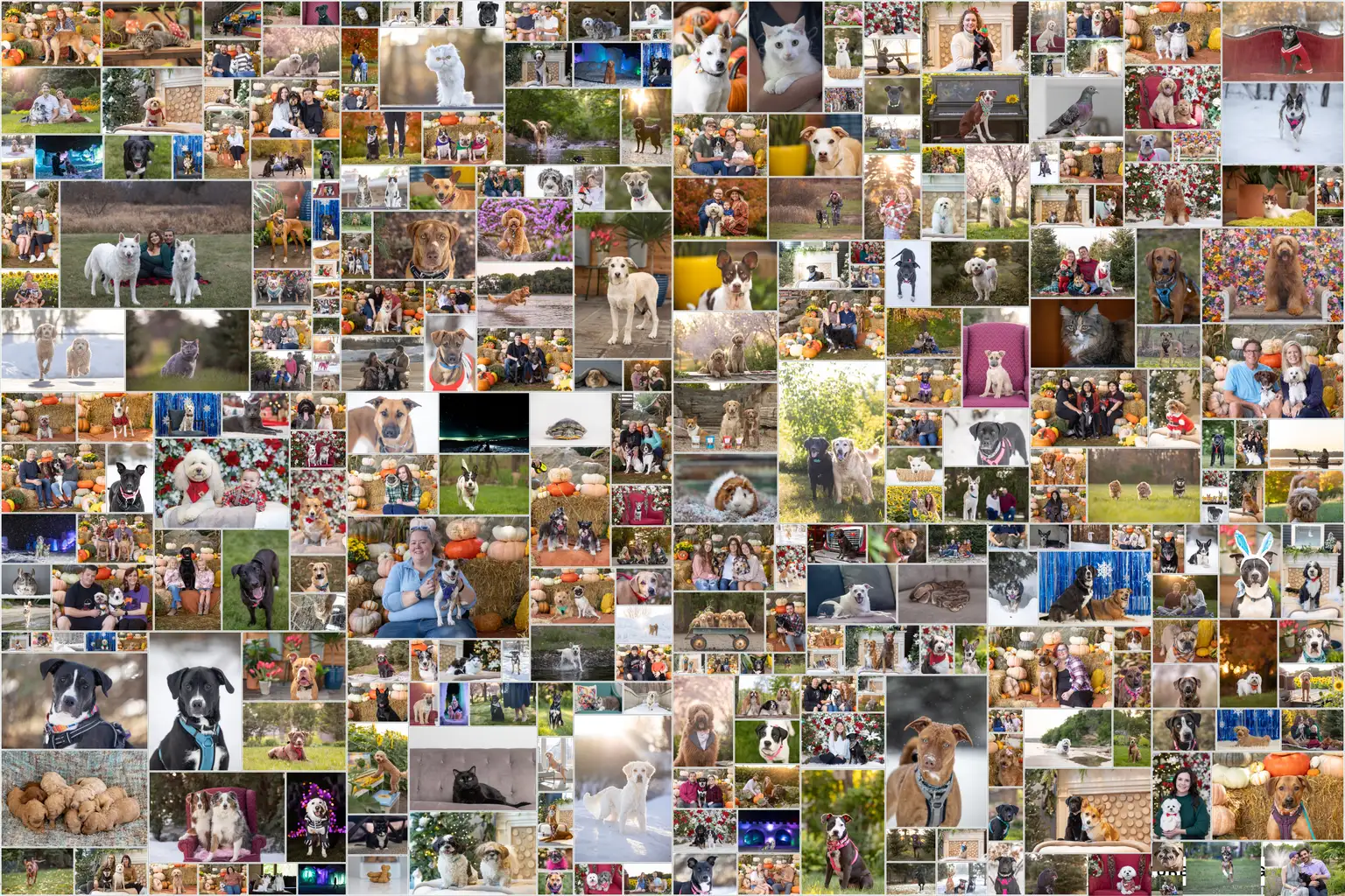 Cover photo for Capturing Paw-some Moments: A 2023 Minnesota Pet Photography Recap That Will Make Your Tail Wag