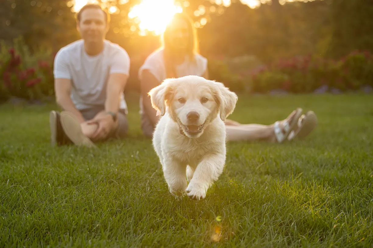 Golden puppy running across the grass toward the camera, its people sitting behind
